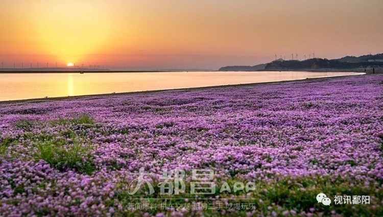 都昌花海图片