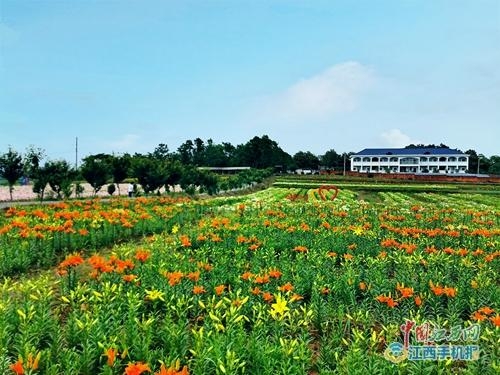 都昌:鄱阳湖百合园助力乡村游升温，携手桃园成为赣西北一日游的首选地