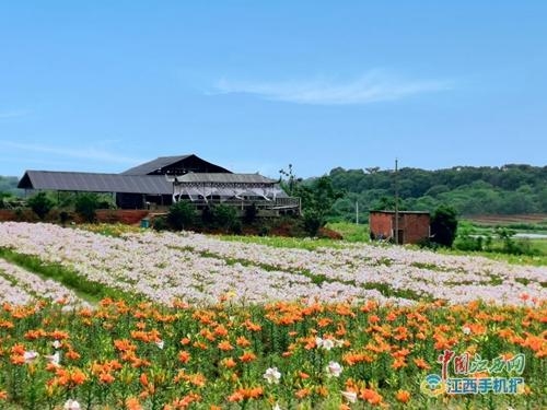 都昌:鄱阳湖百合园助力乡村游升温，携手桃园成为赣西北一日游的首选地