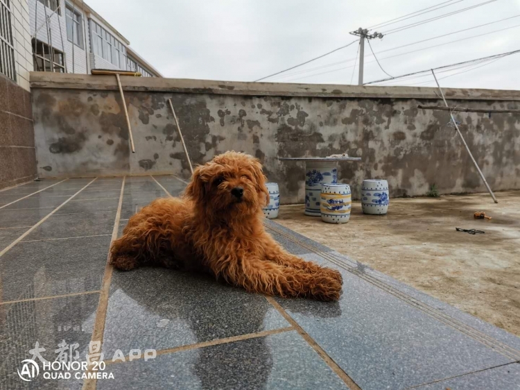 谁家的泰迪狗，跟着我跑回家了