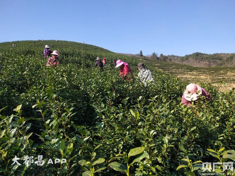 江西都昌：茶香悠长 幸福绵长 